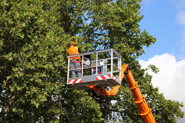 Best Tree Removal  in Hillsboro, OH